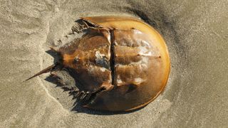 a golden horseshoe crab on a sandy beach