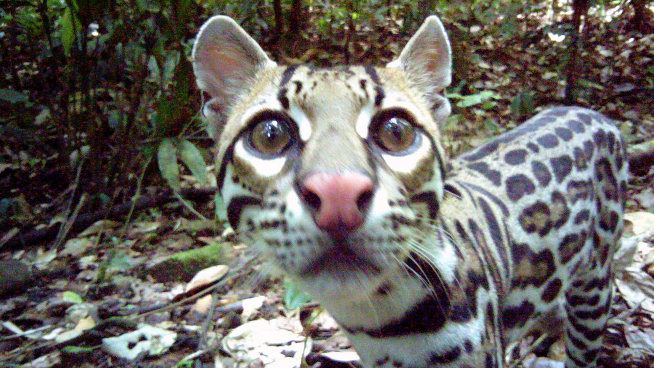 An ocelot.