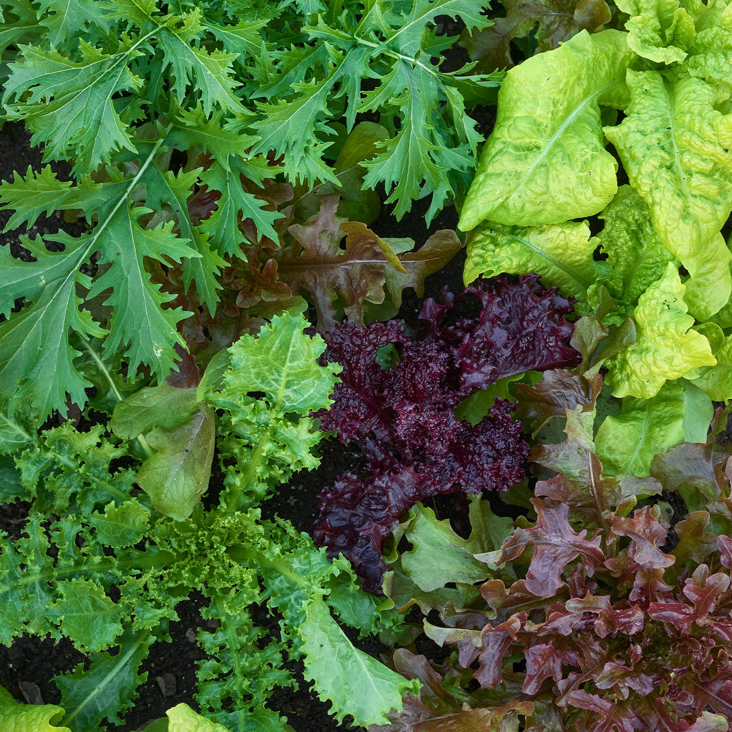 Salad Fresh Cutting Mix Mesclun - 1500 Seeds