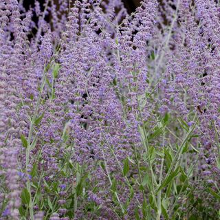 Purple Russian sage plant with green foliage