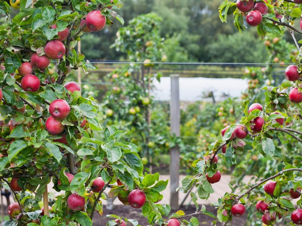 Apple trees