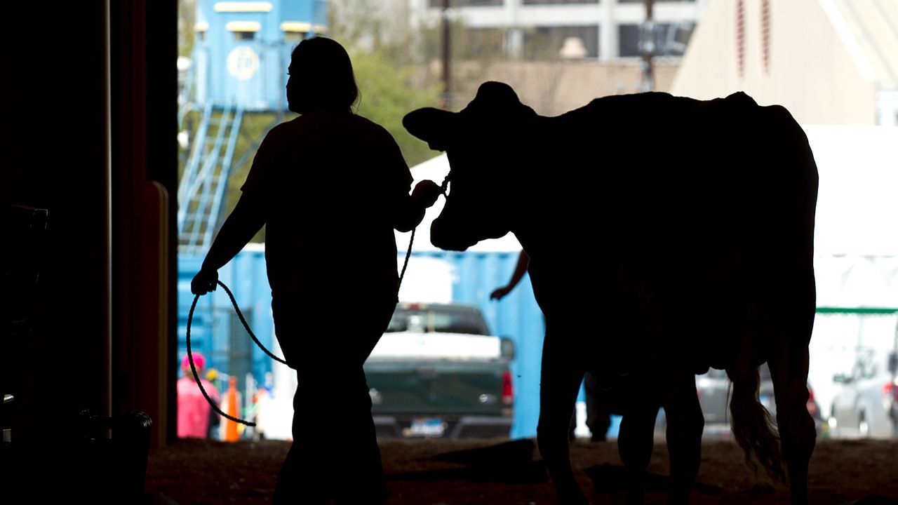 Texas dairy cow