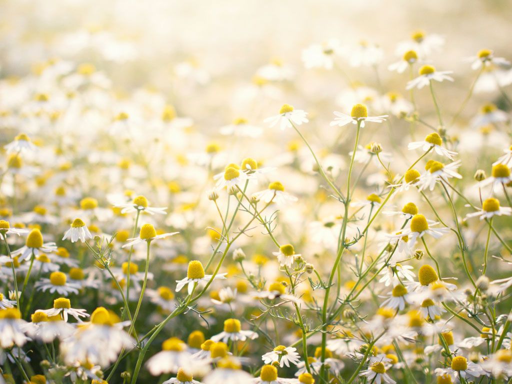 Chamomile flowers in the sun