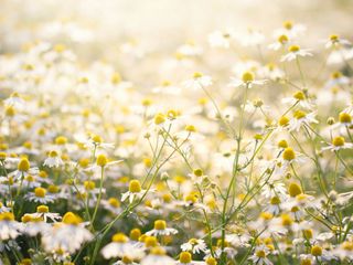 Chamomile flowers in the sun