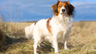 Nederlandse Kooikerhondje standing on a dried grass field