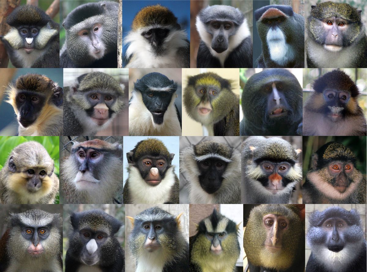 Monkeys experience the visual world the same way people do