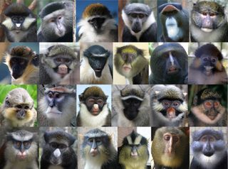 Guenon monkey faces