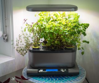 Hydroponic gardening