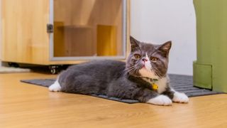 Exotic shorthair kitten lying on rug on floor