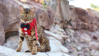 Cat wearing harness