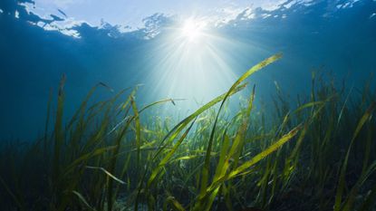 sea grass with ray of sun for debt ceiling and little mermaid