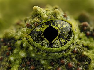 Super macro close up of an amphibian's eye