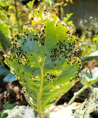 flea beetles on vegetable leaf