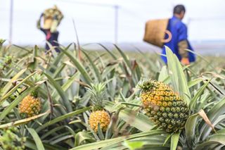 Pineapples grow on the central stalk of a large plant with swordlike leaves.