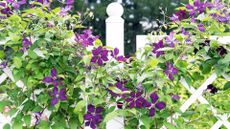 How to support garden plants – purple clematis on trellis