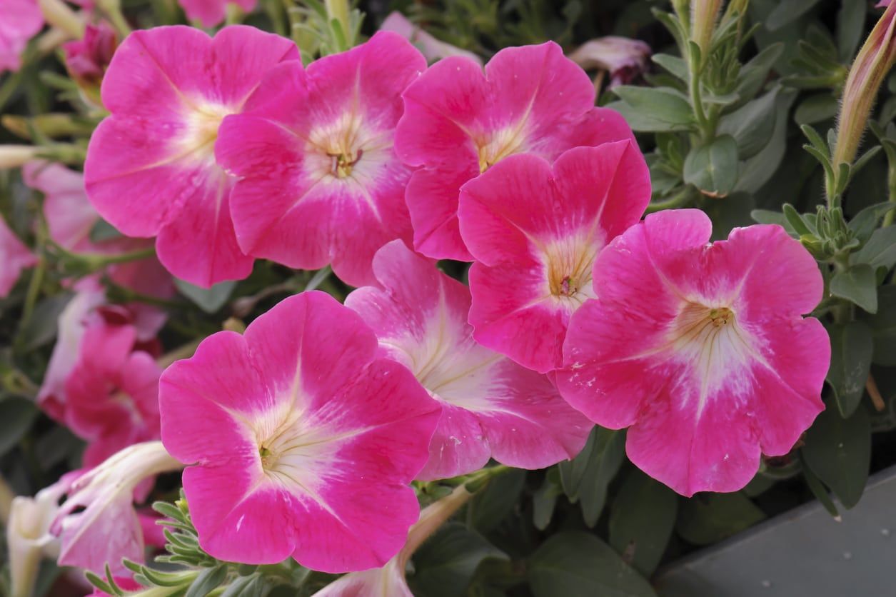 Pink Petunias