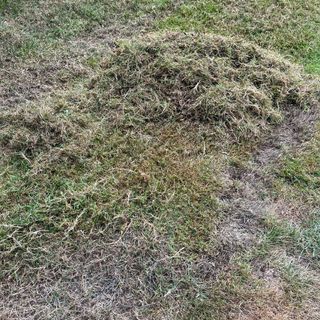 Dead grass or thatch on lawn in garden