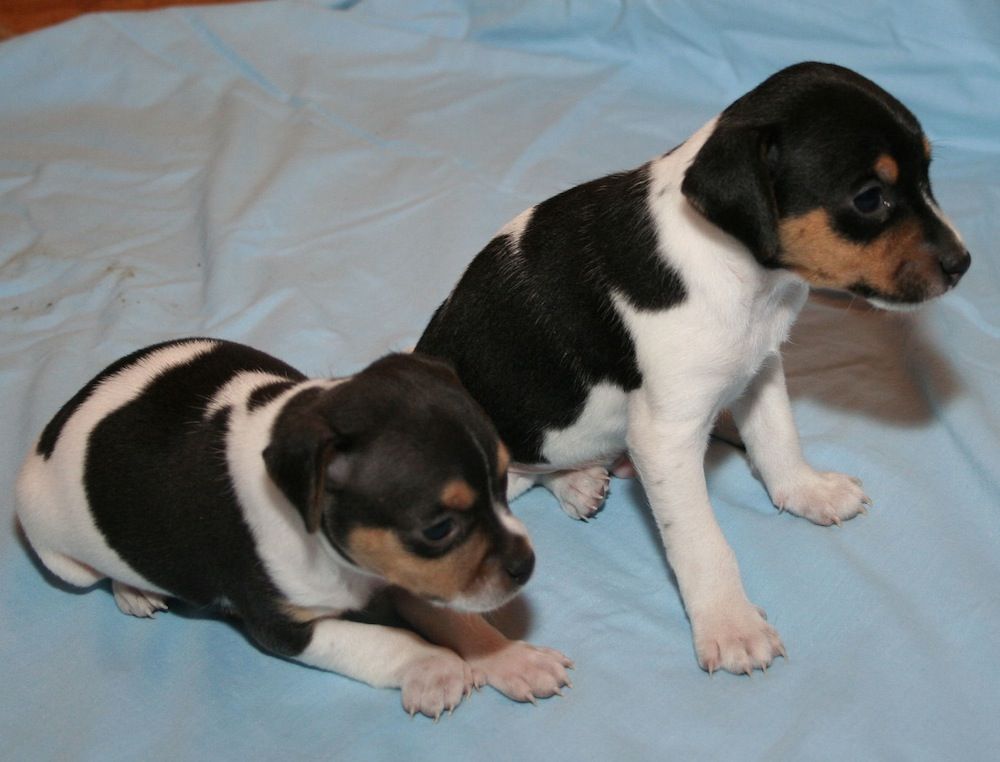 Brazilian terrier puppies. 