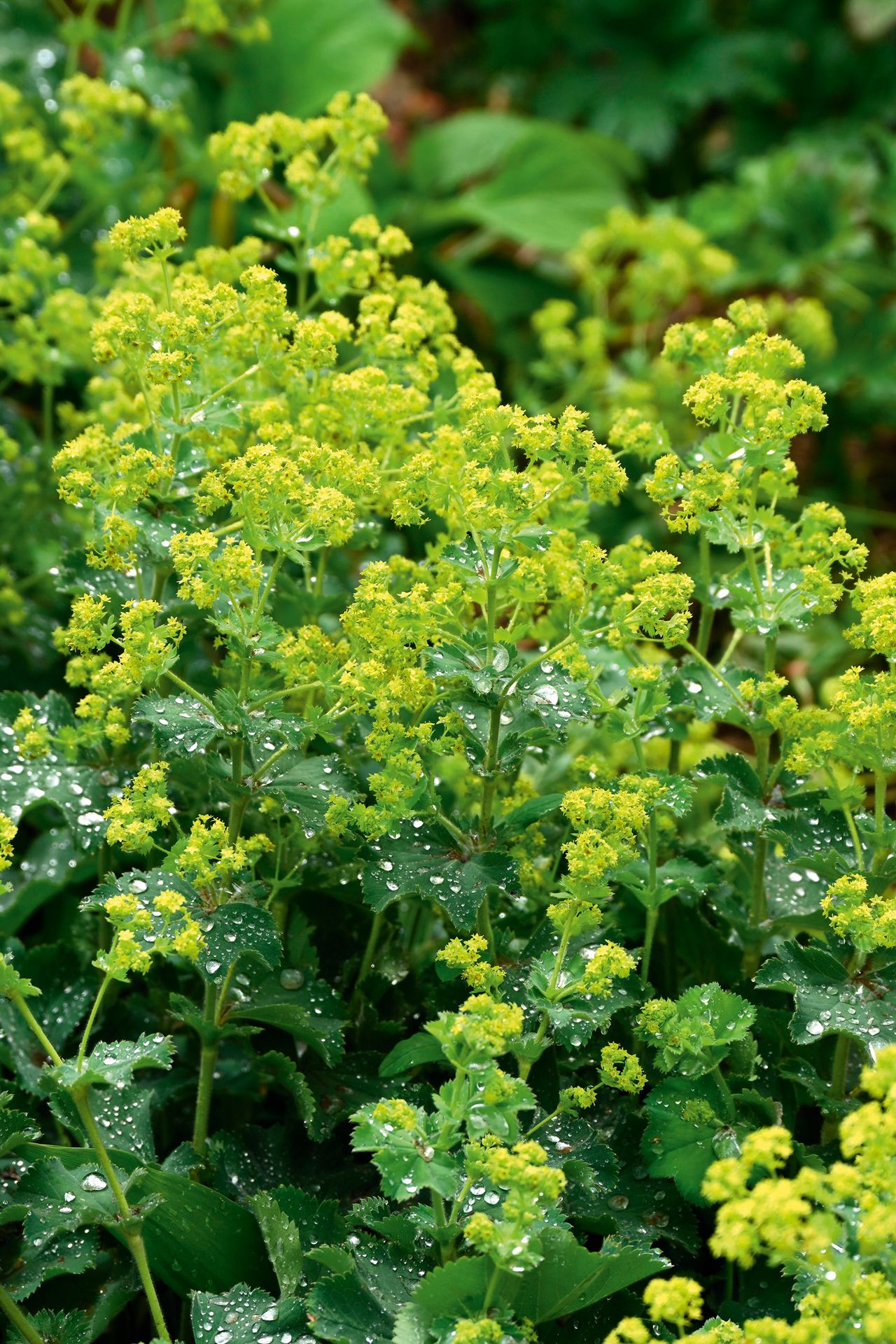 Acid yellow summer flowers and decorative foliage with raindrops of Alchemilla mollis or Lady's mantle.