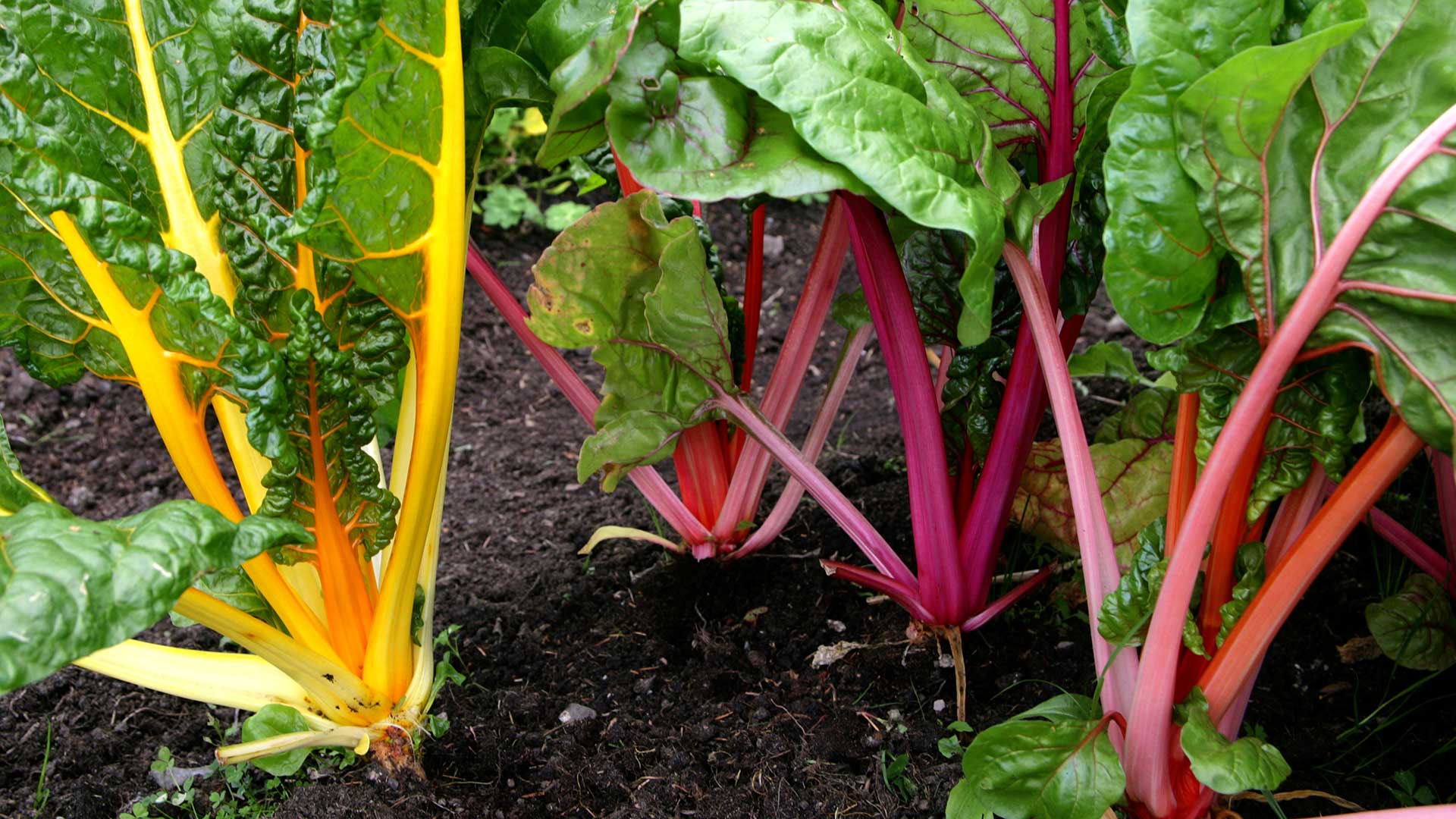 Chard 'Bright Lights' growing