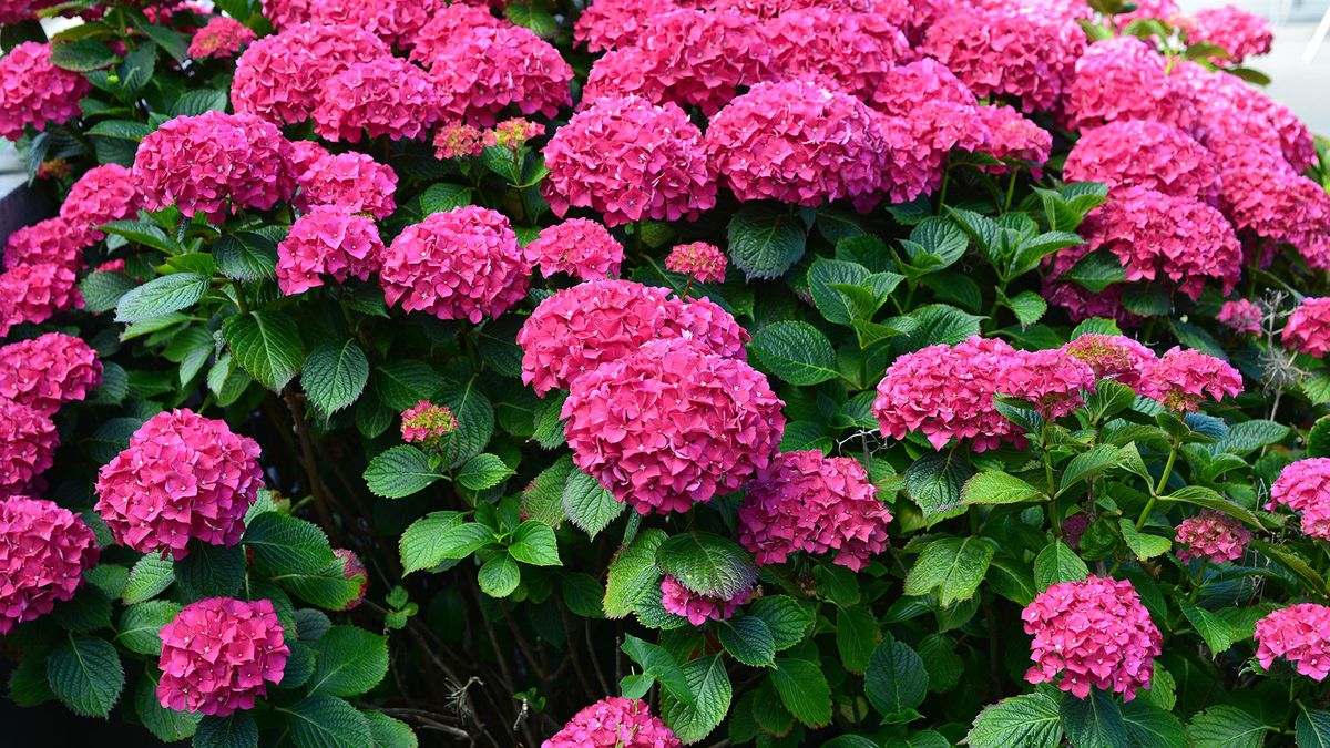 How to change the color of hydrangeas | Tom's Guide