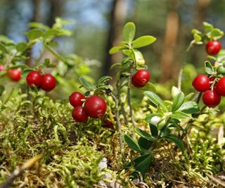 Ripe fruits growing on cranberries in a cranberry bog