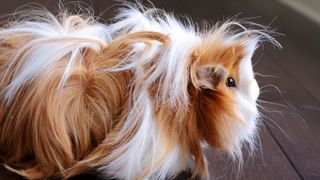 Guinea pig with long ginger and white hair