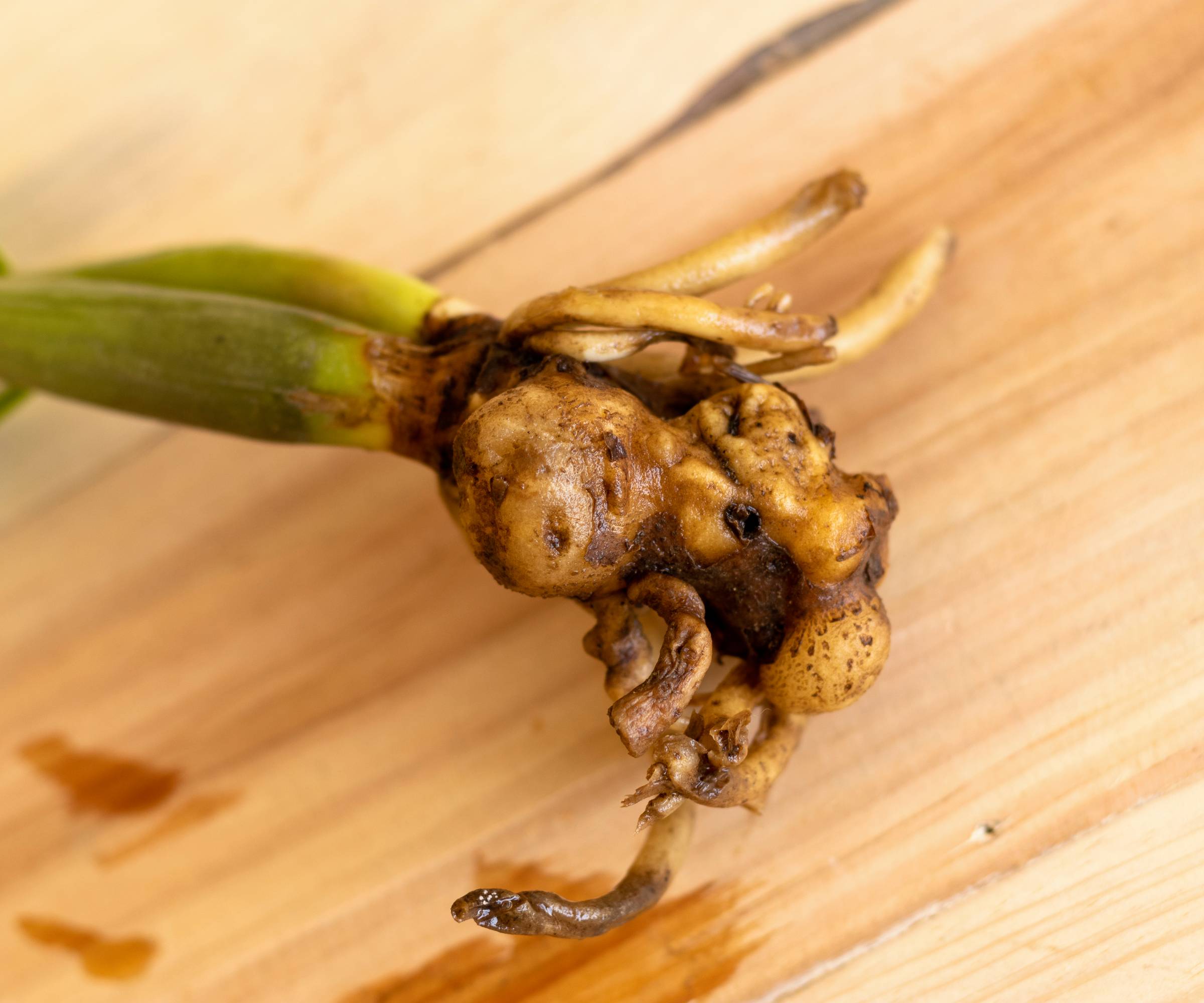 Mushy root emerging from a rhizome
