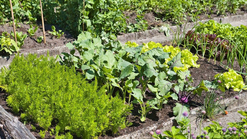 A vegetable garden