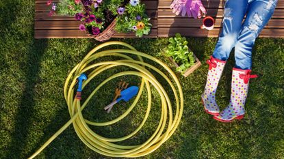 A yellow garden hose rolled up on a lawn