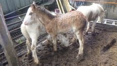 RSPCA-Evans-case.jpg