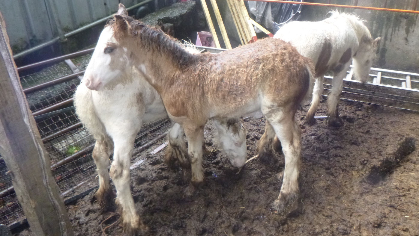 RSPCA-Evans-case.jpg