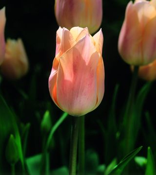 tulip