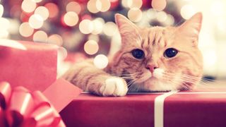 Ginger British Shorthair cat with present