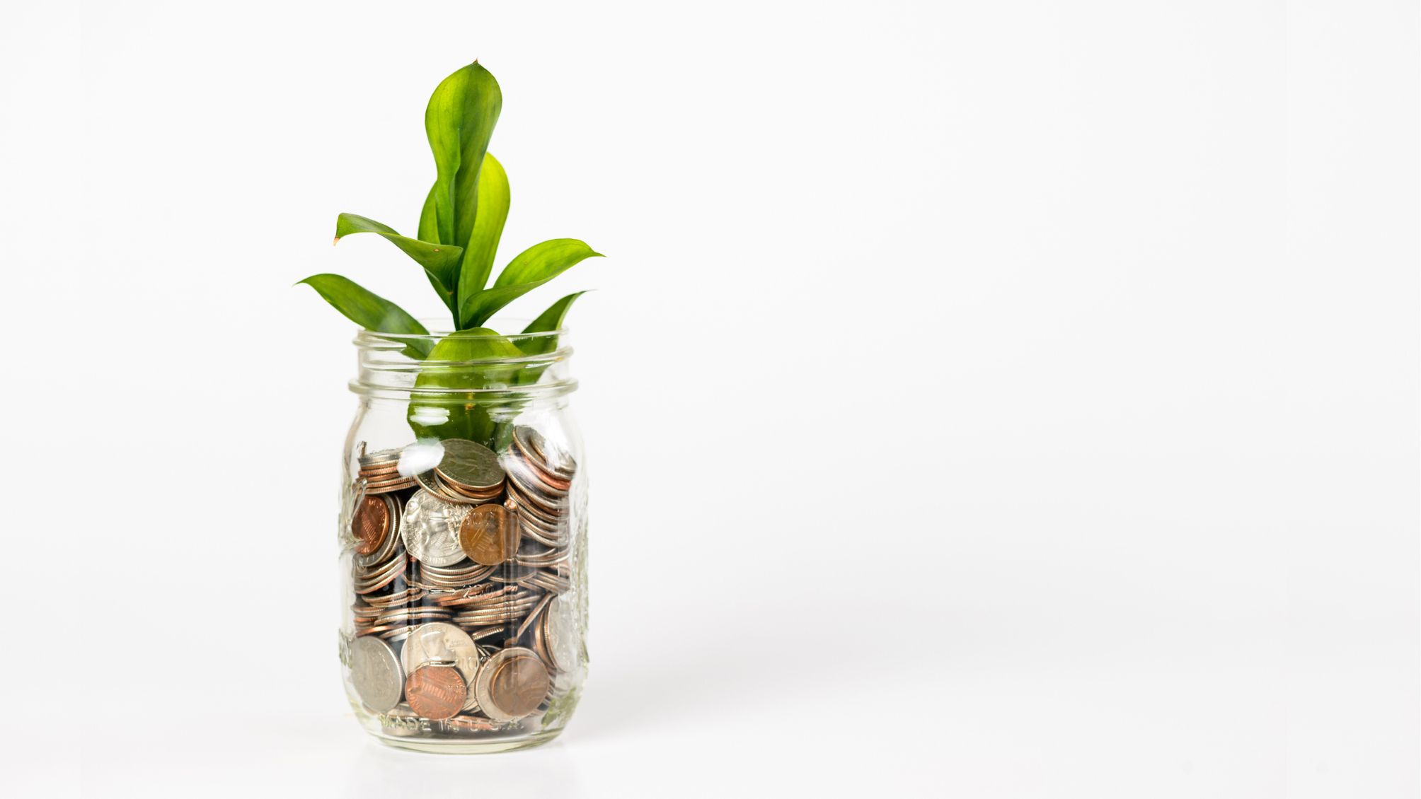 A jar of coins with a plant growing from it