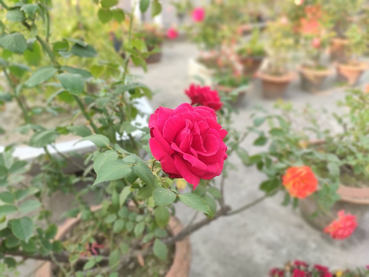 RedMagic 7 phone camera sample