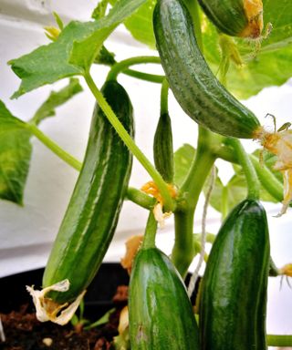 Close up of cucumbers growing on a plant