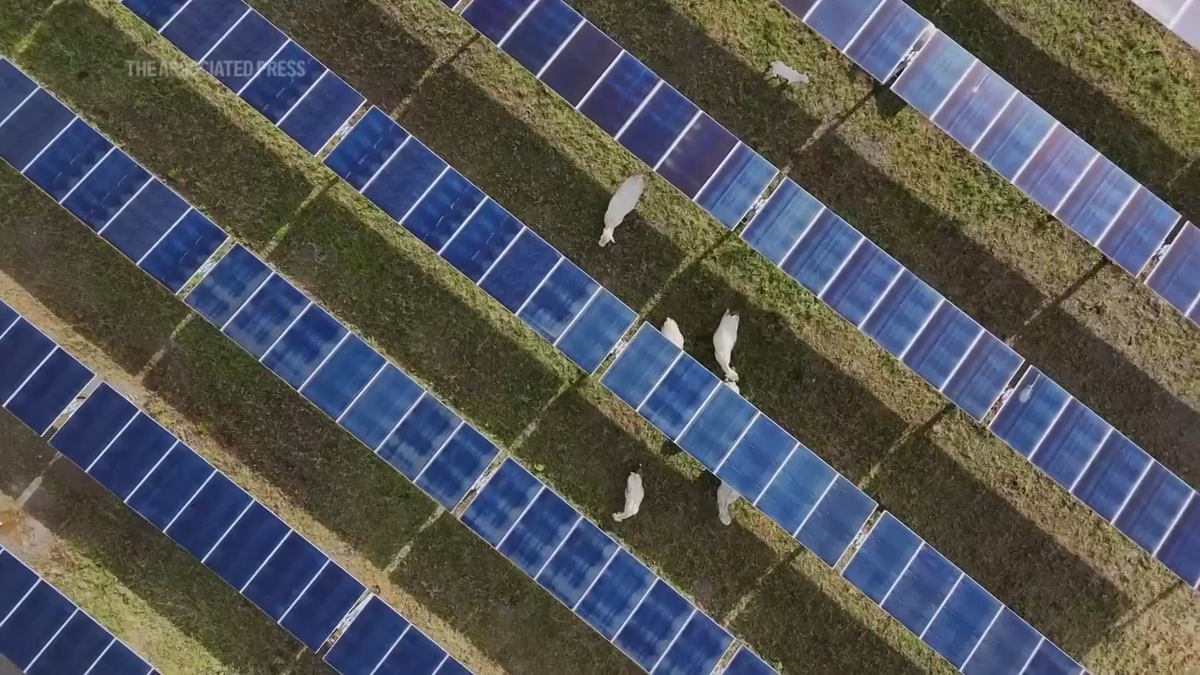'Help cattle producers hold onto their land and livelihoods': This first-of-its-kind solar ranch in Tennessee uses ingenious sensors to shelter cattle and cut carbon emissions — and it could help to offset $1 billion of US agriculture declines