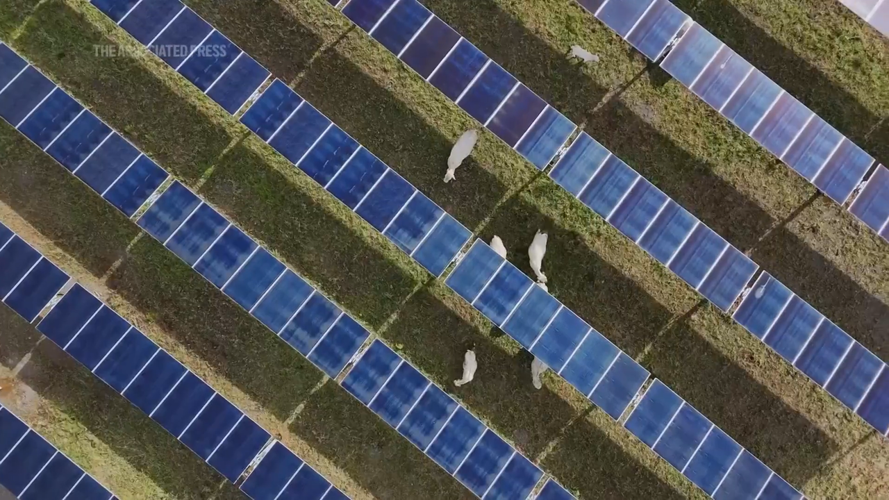 'Help cattle producers hold onto their land and livelihoods': This first-of-its-kind solar ranch in Tennessee uses ingenious sensors to shelter cattle and cut carbon emissions — and it could help to offset $1 billion of US agriculture declines