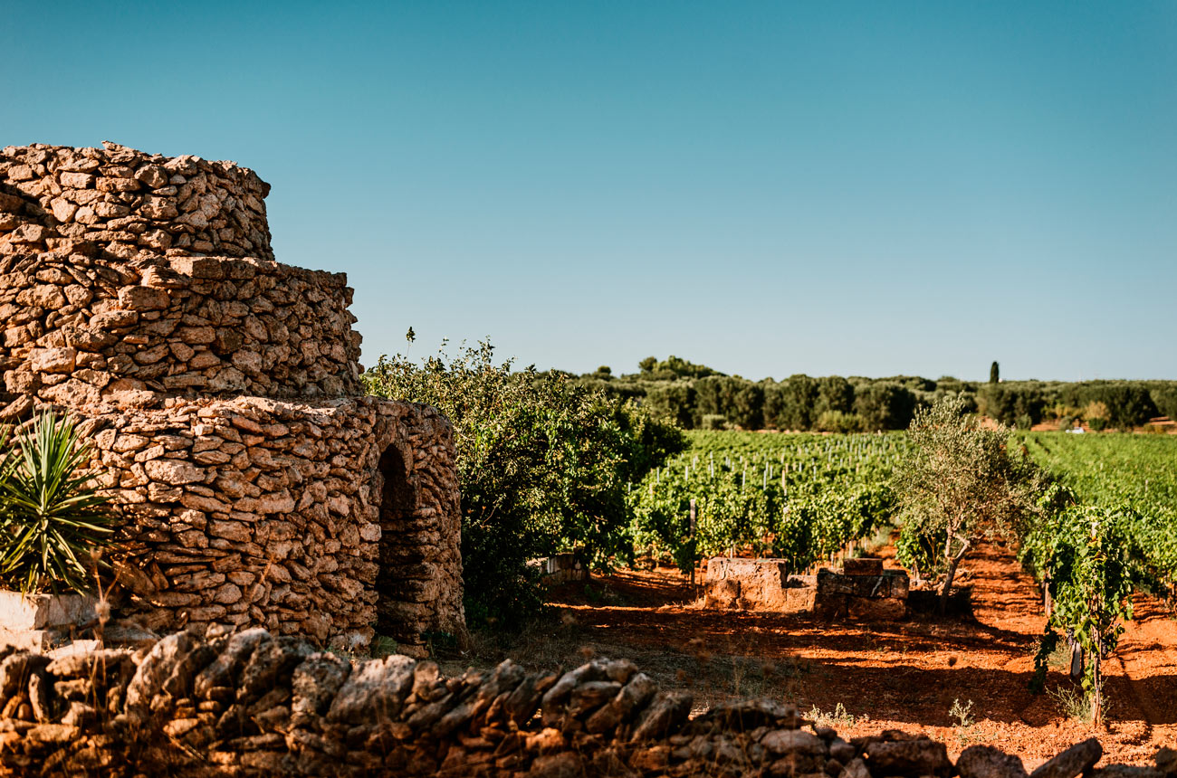 Cantine San Marzano's Sessantanni Valley Vineyard