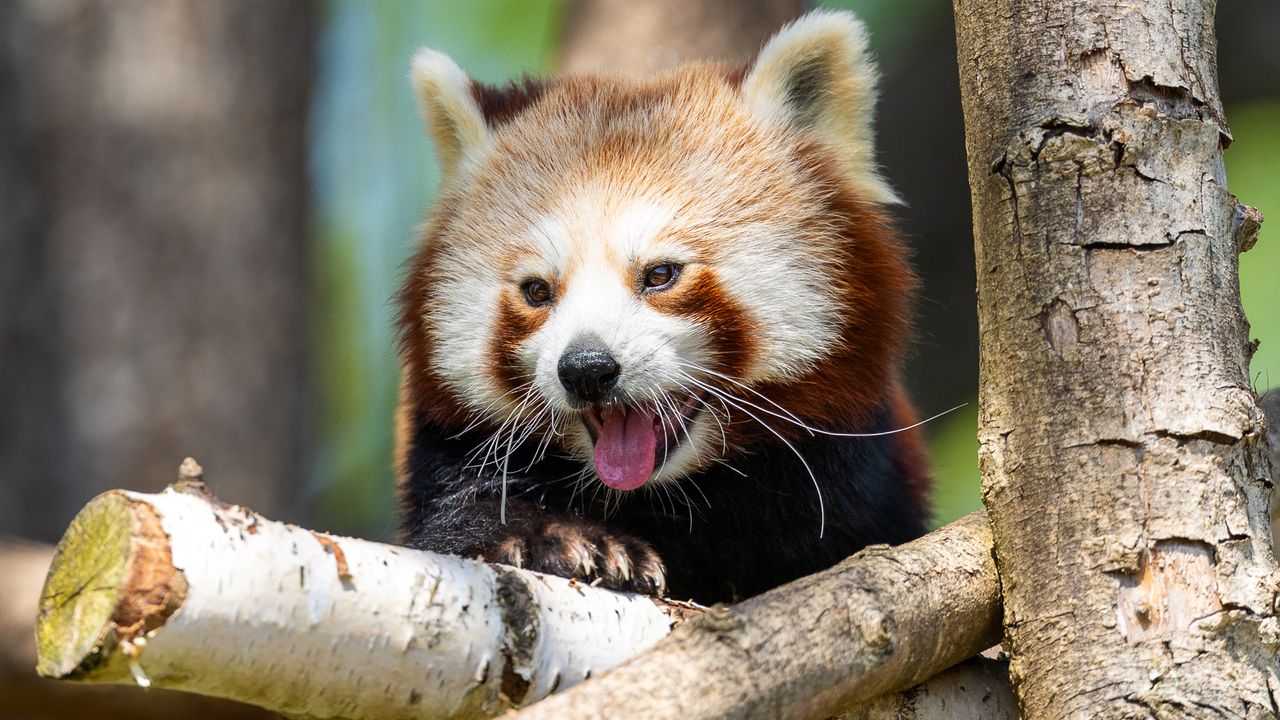 red panda peering over a tree branch