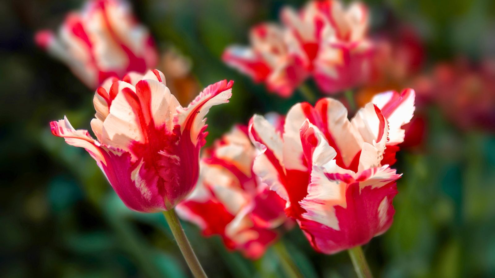 Red and white parrot tulips in bloom