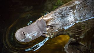 Close-up of a platypus swimming in the water