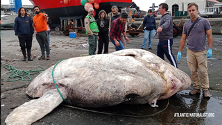 Researchers stand next to the 6,000 pound giant sunfish after it was discovered floating lifeless on the ocean surface.