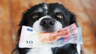 Dog with banknotes in mouth