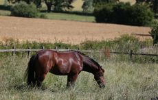 body fat in horses