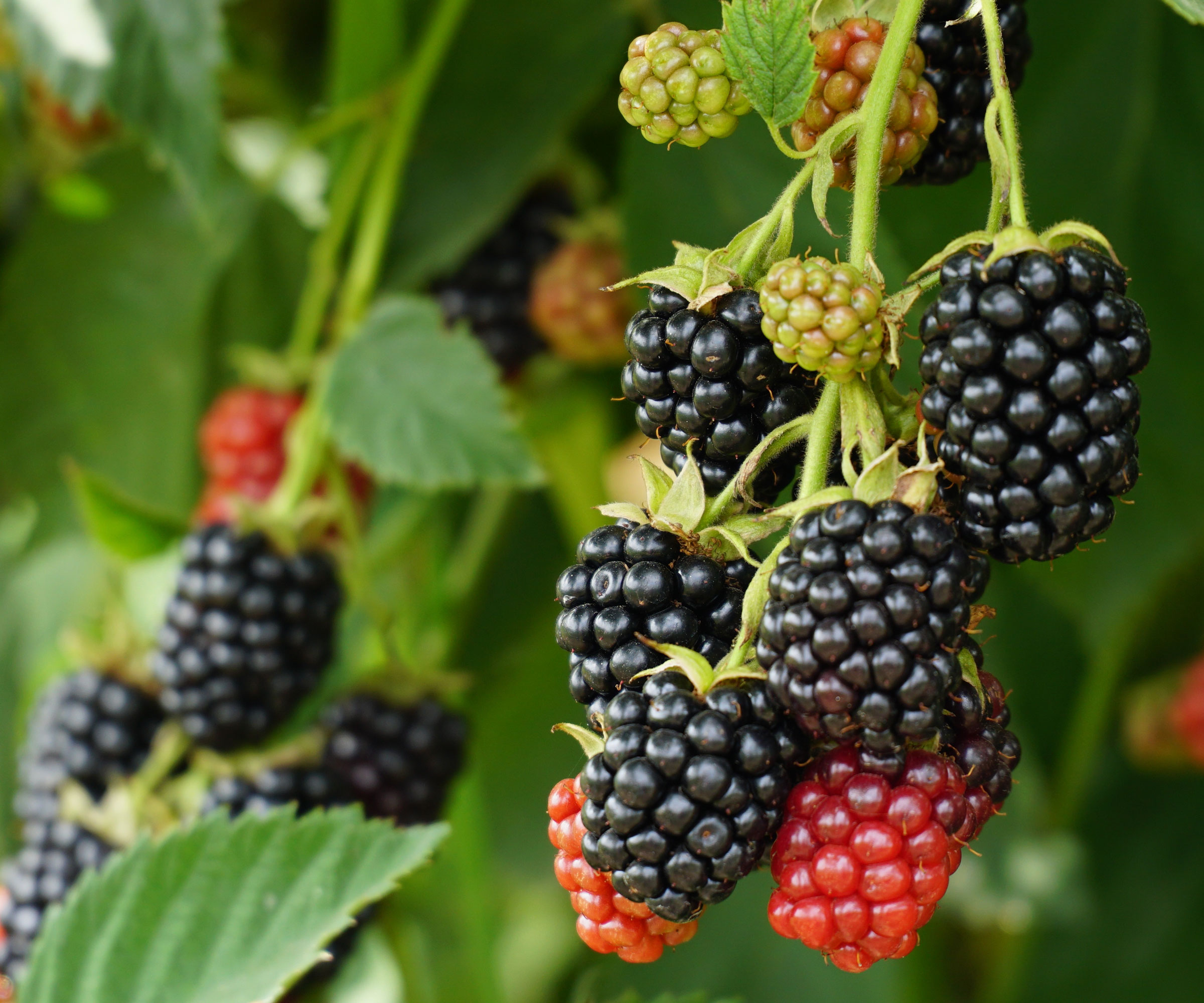 blackberry plant with red and black fruits