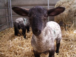 Lambs' pain sensitivity may be affected by their mothers' early life experiences with pain and stress, a new study finds.