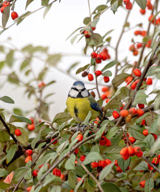 Bird in a garden