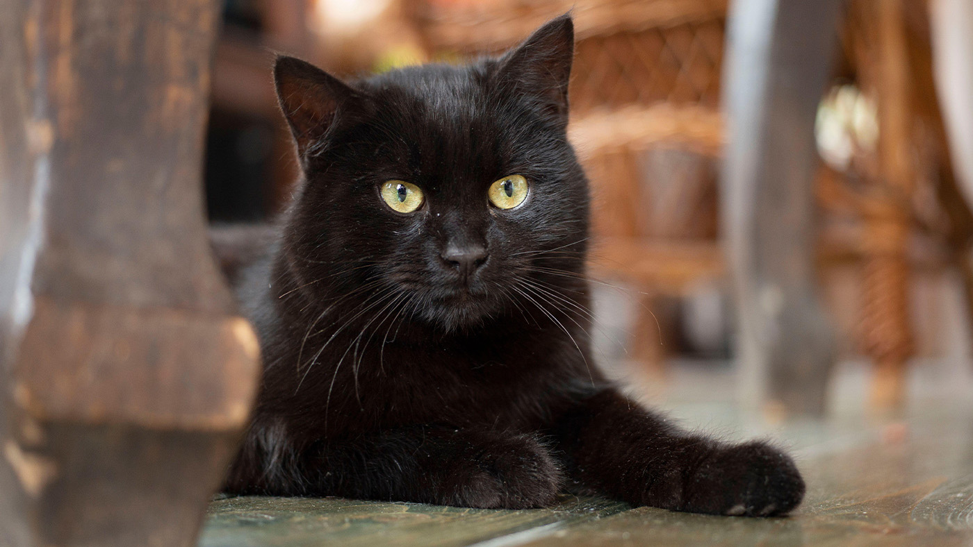 Bombay cat laying under table